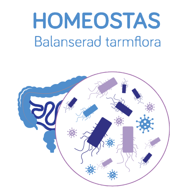 Balanserad tarmflora